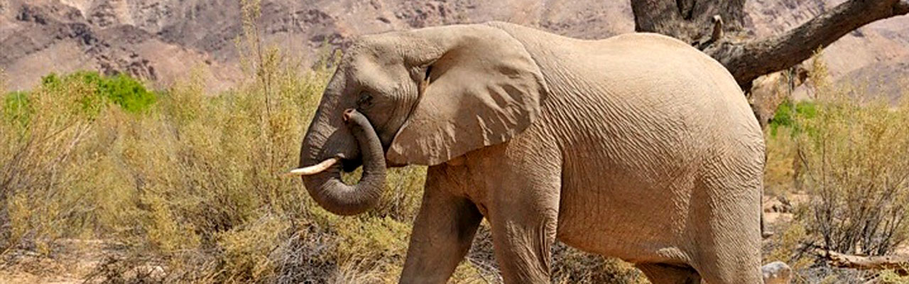 Desert elephant, Kaokoland, Namibia